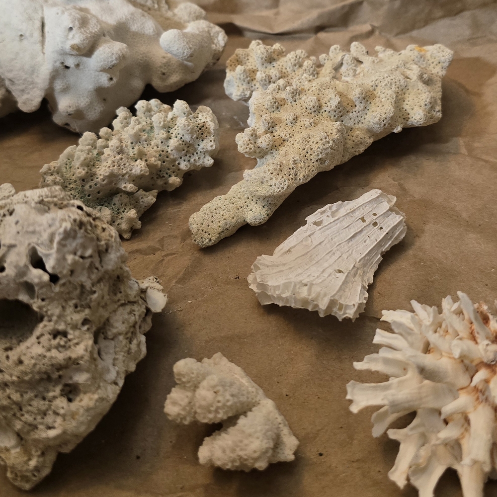 Natural Coral Accent | Coastal Boho Home Décor | Ocean-Inspired Shelf & Table St